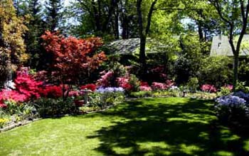 Azaleas