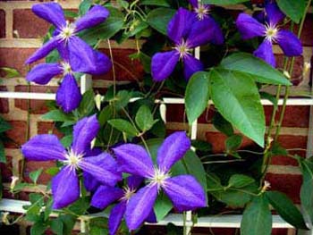 Clematis