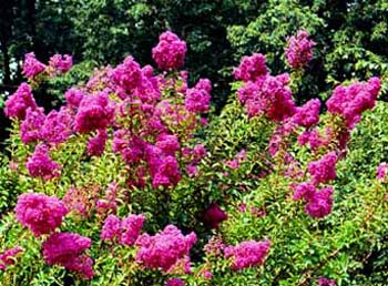CrepeMyrtle