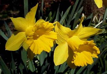 Daffodils