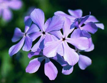 ForgetMeNot