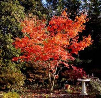 JapaneseMaple