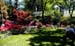 Azaleas