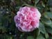 Camelia