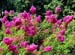 CrepeMyrtle