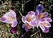 Crocus