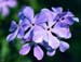 ForgetMeNot