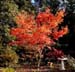 JapaneseMaple