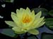 WaterLilly