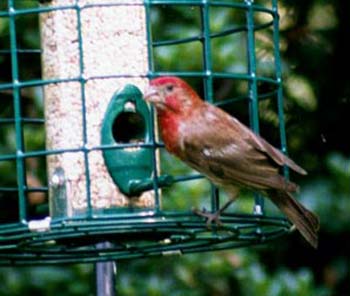 2HouseFinch