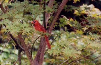 3Cardinal
