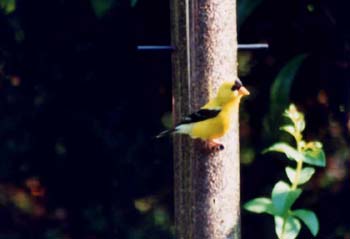 5Goldfinch
