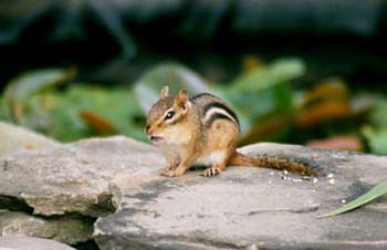 6Chipmunk