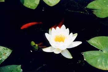 7Koi