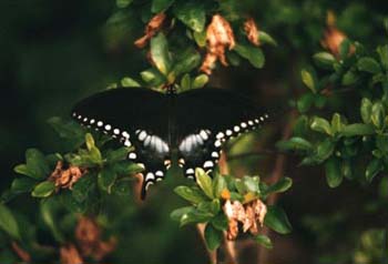 8BlackSwallowtail