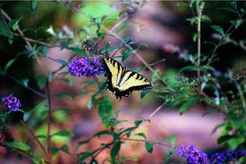9YellowSwallowtail