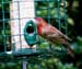 2HouseFinch