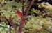 3Cardinal