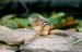 6Chipmunk