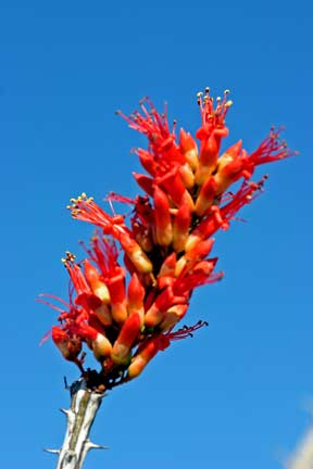 ocotillo